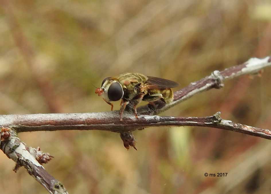 Eumerus cf. sulcitibius femmima (Syrphidae)